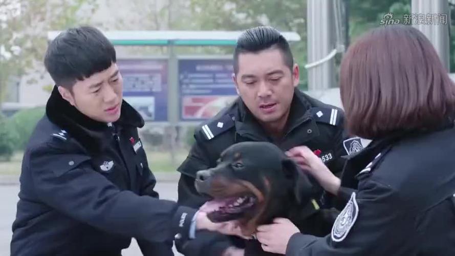 为什么刘强想去韩国留学-警花与警犬23集杜飞为什么在床上运动？