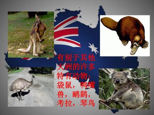 袋鼠为什么出国留学-澳大利亚的介绍？