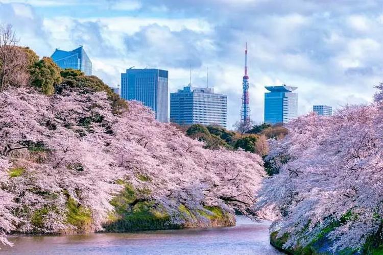 樱花留学为什么贵-上野的樱花烂漫的时节赏析？