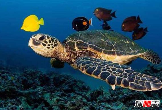 出国留学为什么叫海龟-海龟的意思是什么？