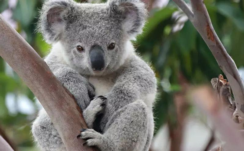 为什么选择澳洲留学动物-动物医学研究生去哪个国家留学好？
