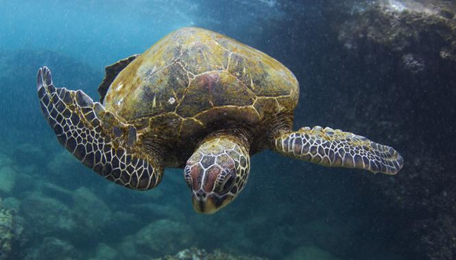 留学为什么叫海龟-海龟的意思是什么？